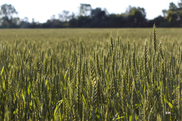 Farmer's field with ripening ears of wheat