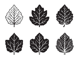 Elegant chestnut leaf line illustration for print