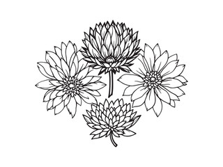 Elegant Chrysanthemum Leaf Line Art Drawing for Design Projects