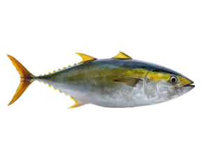 Fresh yellowfin tuna ready for culinary preparation in kitchen