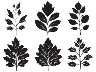 Elegant hand drawn willow leaf line art vector