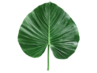 Large green palm leaf showcasing intricate patterns for design, cut out