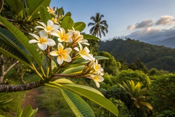 Capturing The Beauty Frangipani Trees