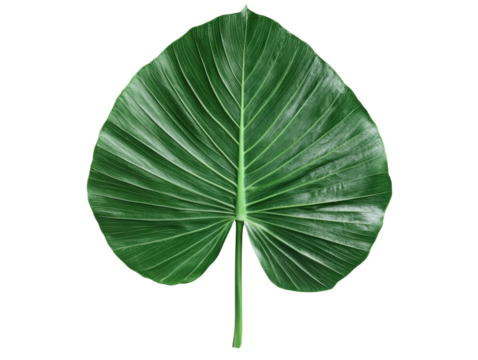 Large green palm leaf showcasing intricate patterns for design, cut out