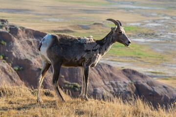 Bighorn sheep with a view