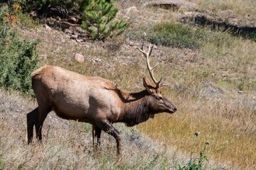 bull elk at Rocky Mountain National Park