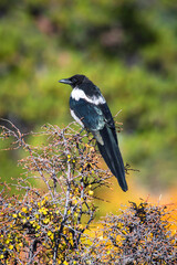 Black-billed magpie