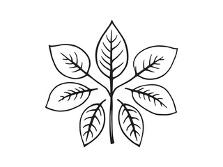 Elegant Kaffir Lime Plant and Fruit Line Drawing Artwork