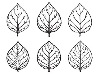 Obraz premium Elegant Lemon Lime Leaf Outline Design Vector Illustration