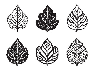 Elegant Line Art Depiction of Coffee Leaf for Graphic Use
