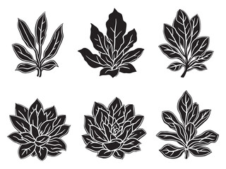 Obraz premium Elegant Line Art of Crassula Leaf for Minimalist Design