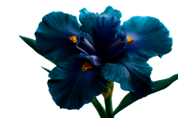 Stunning blue iris flower in full bloom with vibrant colors