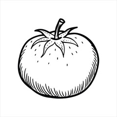  Isolated Tomato Organic Vegetable Line Art Illustration