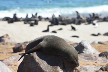Fototapeta premium Pelzrobben (Otariidae) am Kreuzkap in Namibia