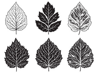 Elegant Locust Leaf Line Art Botanical Illustration