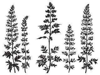 Elegant Lupine Leaf Outline for Botanical Wall Prints