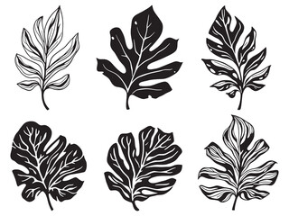 Elegant Maranta plant leaf sketch in line art style