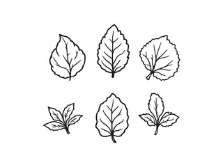 Elegant mint leaf vector drawing for nature-inspired design