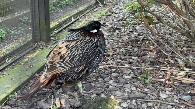 Elliot's pheasant (Syrmaticus ellioti) walking on forest ground in zoo enclosure