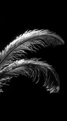 Obraz premium Elegant ostrich feather in monochrome against a black backdrop creating a dramatic and artistic composition showcasing texture and light in a minimalist style