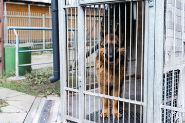 Shelter life of brown dog. Abandoned dog in rescue shelter, brown fur, loyal heart. Adopt, rescue,...