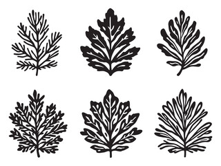 Elegant pine leaf vector illustration in fine line art style
