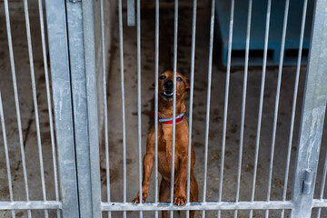 Homeless dog waiting for adoption in shelter cages. Shelter dog wait for adoption behind bars....