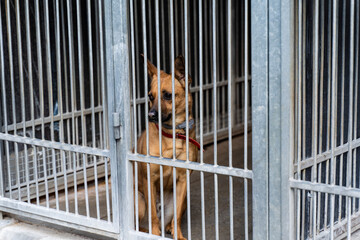 Shelter life of brown dog. Abandoned dog in rescue shelter, brown fur, loyal heart. Adopt, rescue, love. Dog behind bars in animal shelter, hoping for adoption. Homeless brown dog in kennel.