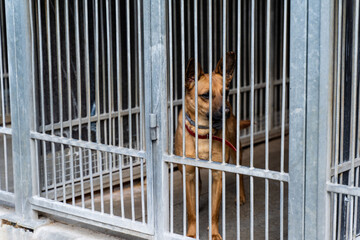 Dog behind bars in animal shelter, hoping for adoption. Homeless brown dog in kennel. Shelter life...