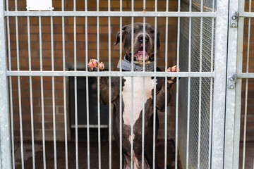 Lonely dog waiting for adoption in a shelter kennel. Sad dog in an animal shelter cage. Abandoned...