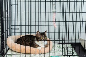 Cat housed in an animal shelter crate. Calm tabby cat resting inside pet adoption center cage. Cat in comfortable sleeping bed, inside shelter cage.