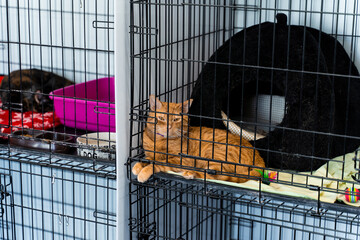Ginger cat lounging inside a pet shelter cage with toys and bed. Relaxed orange cat lying on bedding in a rescue center crate. Shelter cat resting in cage with blanket, toys, and soft housing.