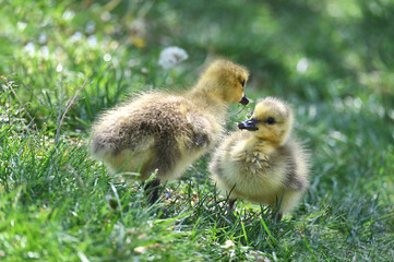 Goslings baby geese playing in the grass