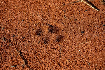 Tapir footprints in the soft earth soil