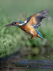 Flying Kingfisher