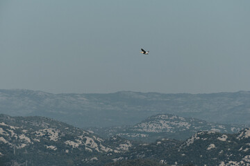 A lone bird glides above the vast, rugged mountain landscape of Montenegro, captured against a pale blue sky, evoking a sense of freedom and untouched wilderness.