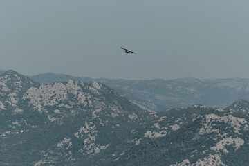 A lone bird glides above the vast, rugged mountain landscape of Montenegro, captured against a pale blue sky, evoking a sense of freedom and untouched wilderness.