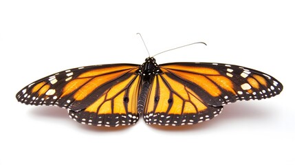 Naklejka premium Vibrant Monarch Butterfly Wings Closeup Detailed View