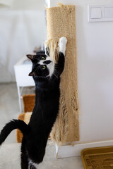 Cat scratching a scratching post on the wall in a bright room