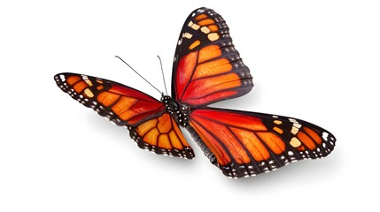 Fototapeta premium Vibrant Monarch Butterfly Wings Isolated on White