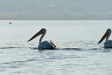 Two Dalmatian pelicans swim side by side on the tranquil waters of Lake Skadar, Montenegro, surrounded by soft mountain silhouettes in morning light. The concept of bird watching.