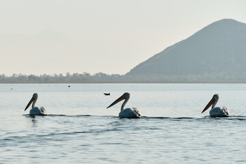 Naklejka premium Three Dalmatian pelicans glide gracefully on the calm waters of Lake Skadar, Montenegro. A peaceful moment in the heart of Balkan wildlife. The concept of bird watching.