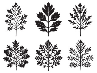 Elegant yarrow leaf line drawing for design use