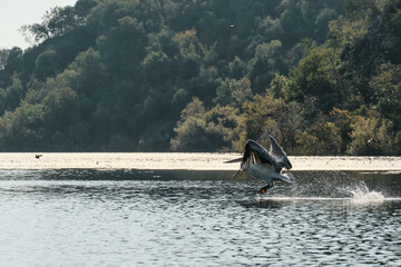 Dalmatian pelican taking off from the water surface at Lake Skadar, Montenegro, with wings fully spread and droplets splashing in golden morning light. The concept of bird watching.