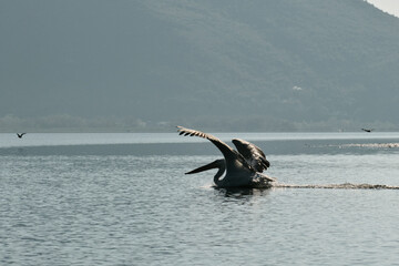 Fototapeta premium Dalmatian pelican lifting off from the surface of Lake Skadar, wings wide open against a backdrop of misty green mountains in early morning light.