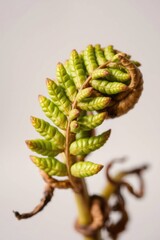 Fern Fiddlehead: A Delicate Springtime Unfurling