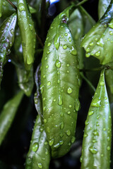 Water drops on lychee leaves

