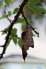 A dry leaf and other healthy ones on a rose bush after a rain

