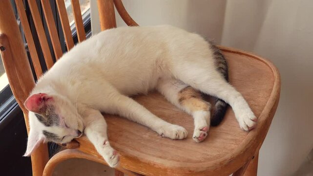 un gato descansando relajado sobre una silla al interior de una casa durmiendo contento animales domesticos gato o felino adorable y tierno