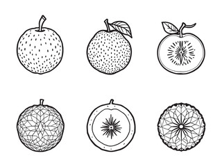 Feijoa line art icon hand drawn nature element